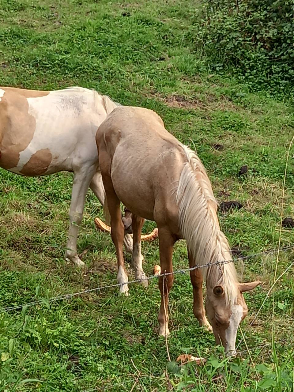 Puledro Palomino (Race) In vendita 2024 Palomino ,  Miracle du Moulin Pre