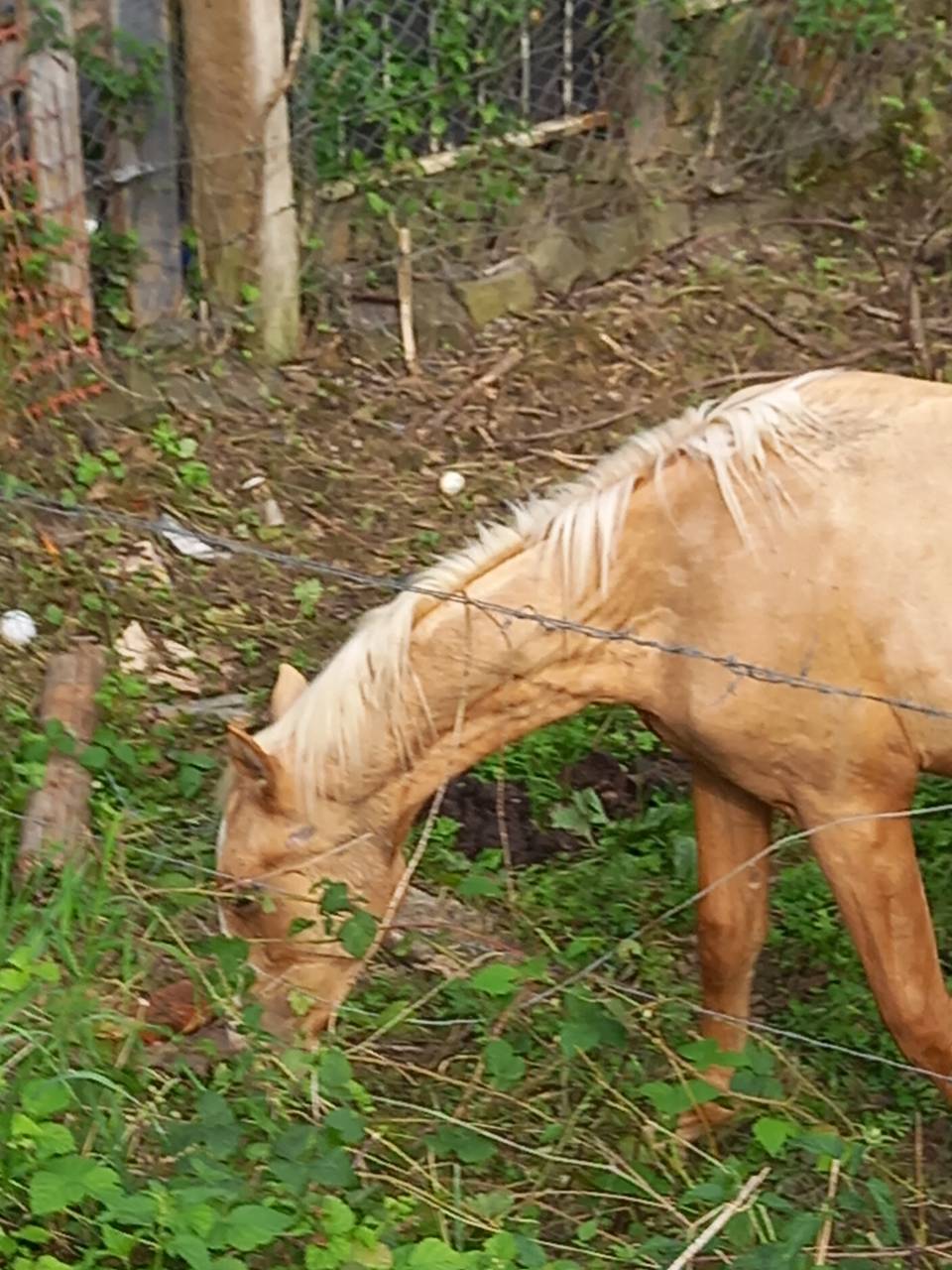 Puledro Palomino (Race) In vendita 2024 Palomino ,  Miracle du Moulin Pre