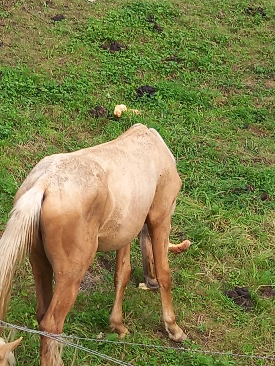 Puledro Palomino (Race) In vendita 2024 Palomino ,  Miracle du Moulin Pre