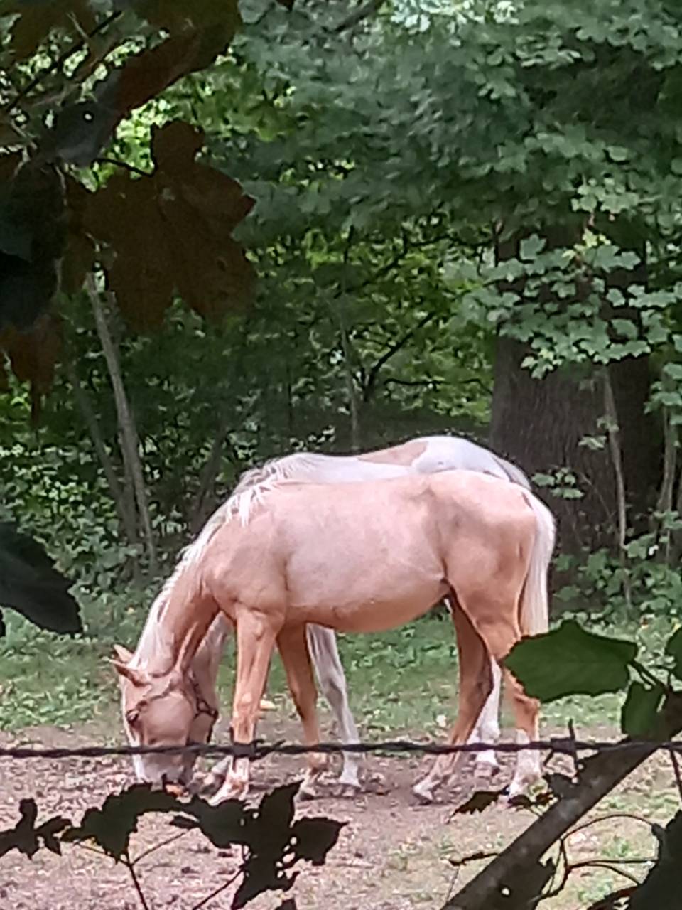 Puledro Palomino (Race) In vendita 2024 Palomino ,  Miracle du Moulin Pre