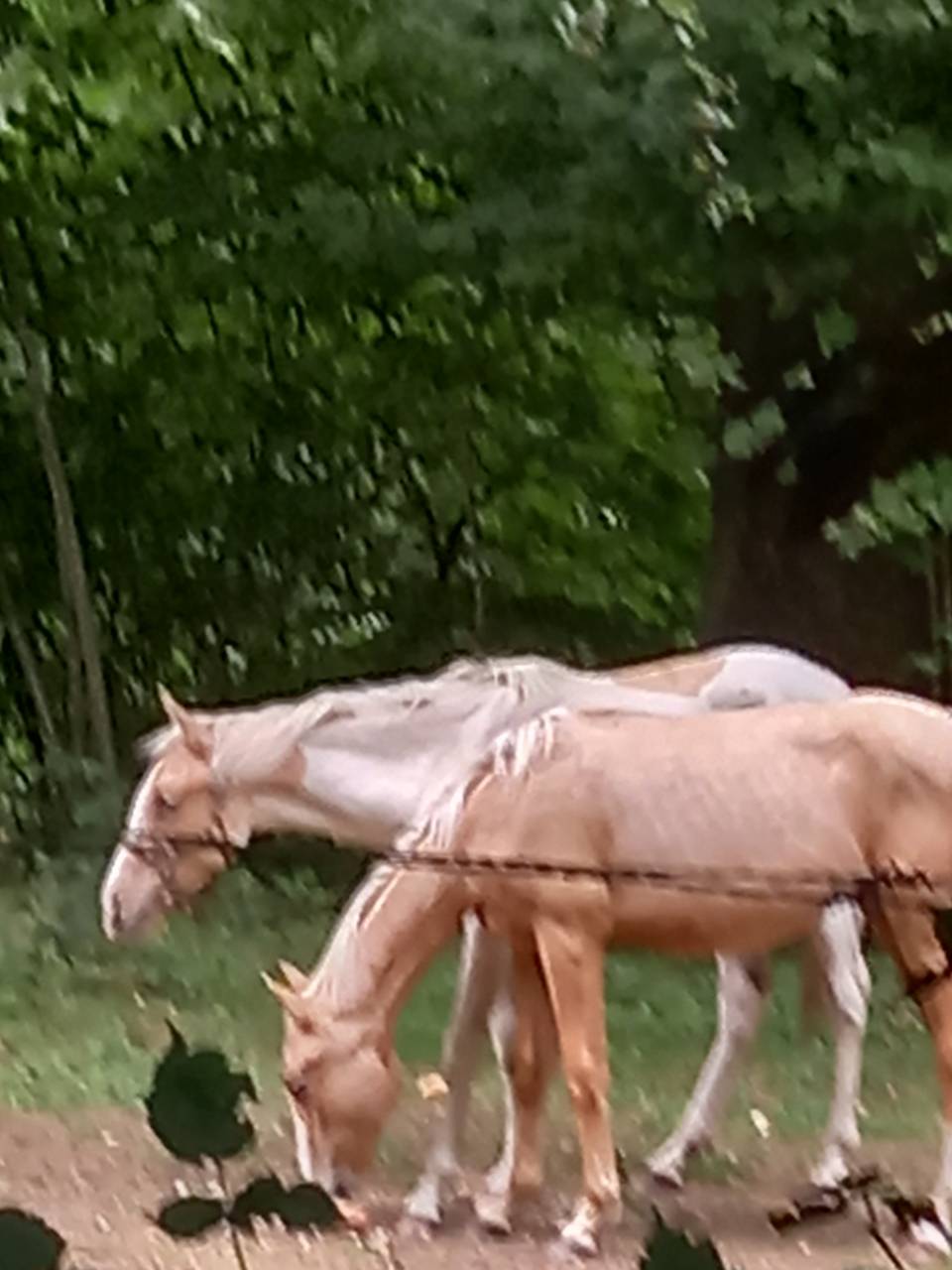 Puledro Palomino (Race) In vendita 2024 Palomino ,  Miracle du Moulin Pre