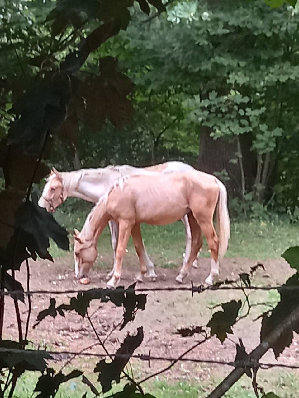 Puledro Palomino (Race) In vendita 2024 Palomino ,  Miracle du Moulin Pre
