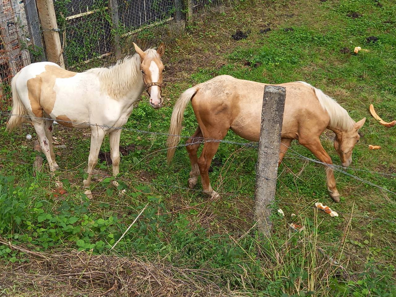 Puledro Palomino (Race) In vendita 2024 Palomino ,  Miracle du Moulin Pre
