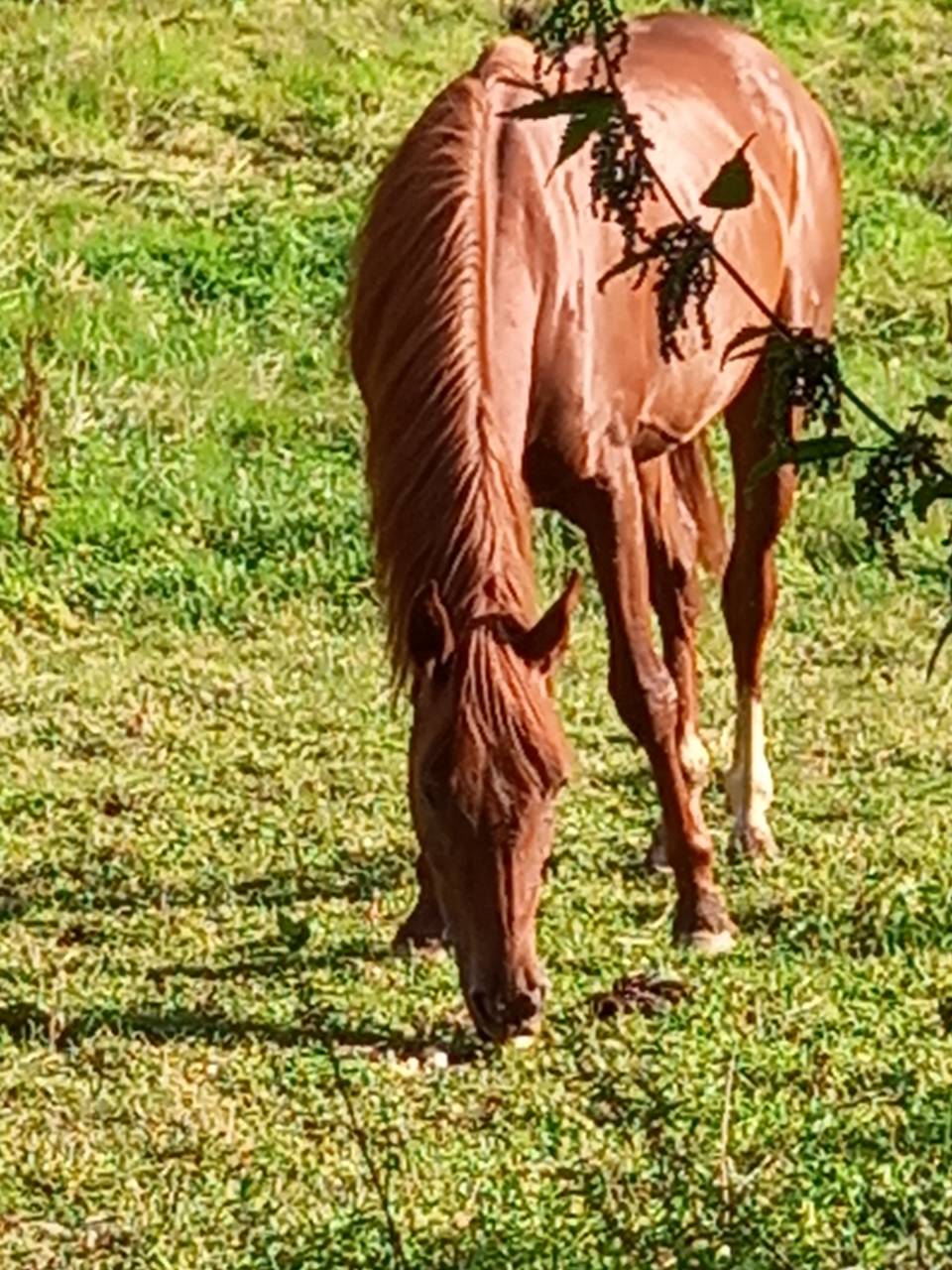 Cavalla Palomino (Race) In vendita 2022 Sauro