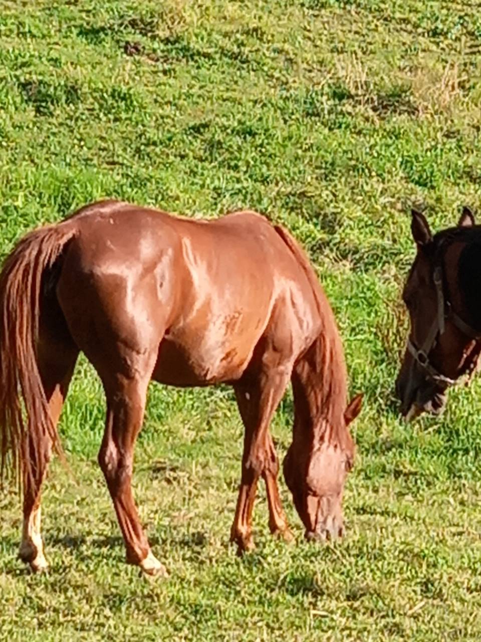 Cavalla Palomino (Race) In vendita 2022 Sauro