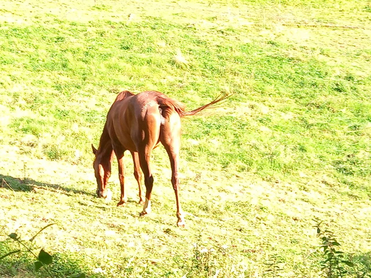 Cavalla Palomino (Race) In vendita 2022 Sauro