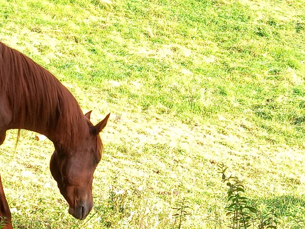 Cavalla Palomino (Race) In vendita 2022 Sauro