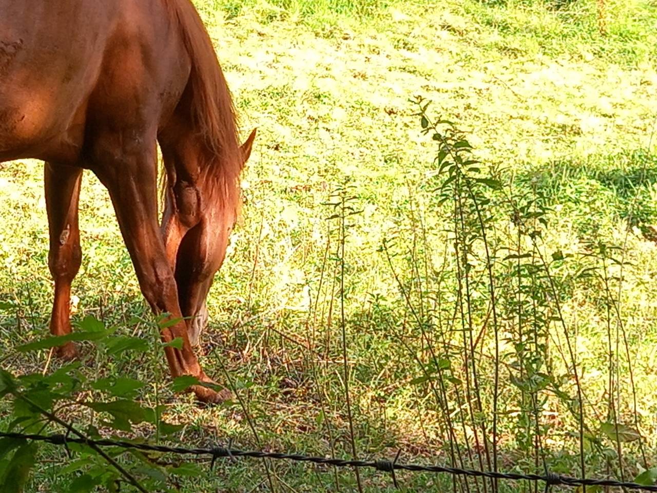 Cavalla Palomino (Race) In vendita 2022 Sauro