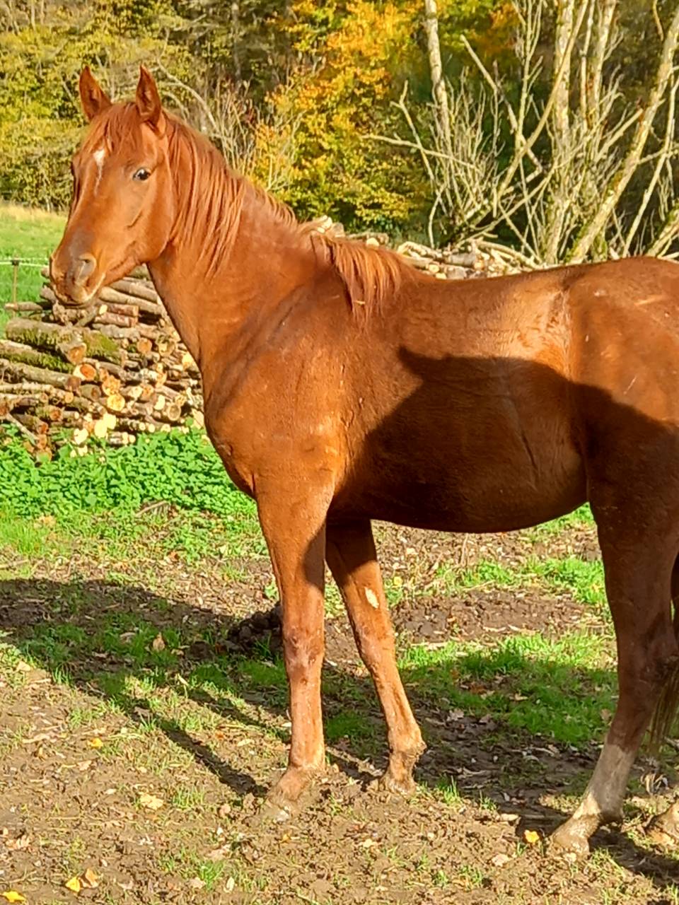 Cavalla Palomino (Race) In vendita 2022 Sauro