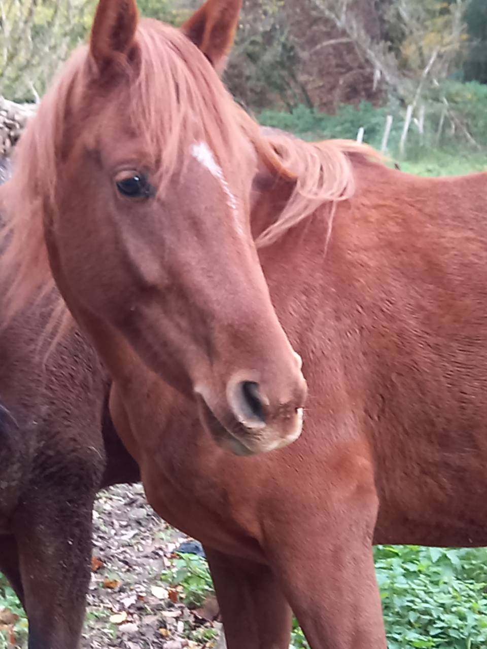 Cavalla Palomino (Race) In vendita 2022 Sauro