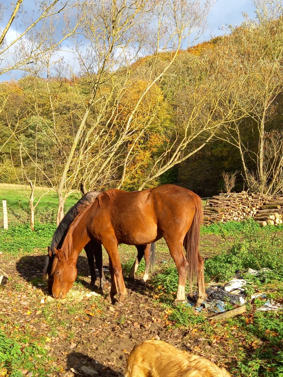 Cavalla Palomino (Race) In vendita 2022 Sauro