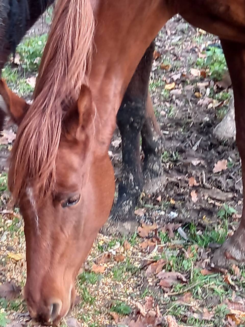 Cavalla Palomino (Race) In vendita 2022 Sauro