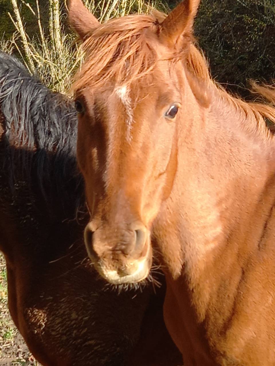 Cavalla Palomino (Race) In vendita 2022 Sauro
