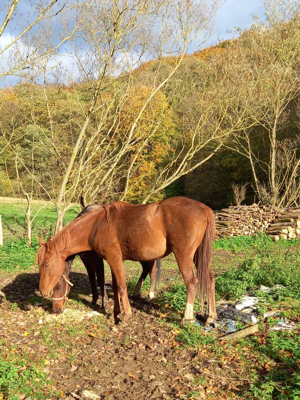 Cavalla Palomino (Race) In vendita 2022 Sauro