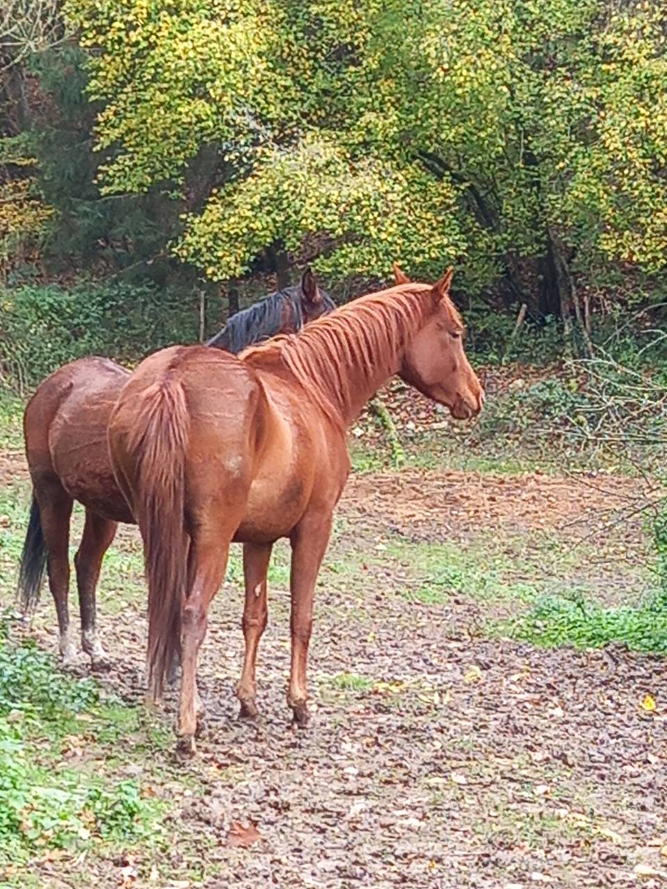 Cavalla Palomino (Race) In vendita 2022 Sauro
