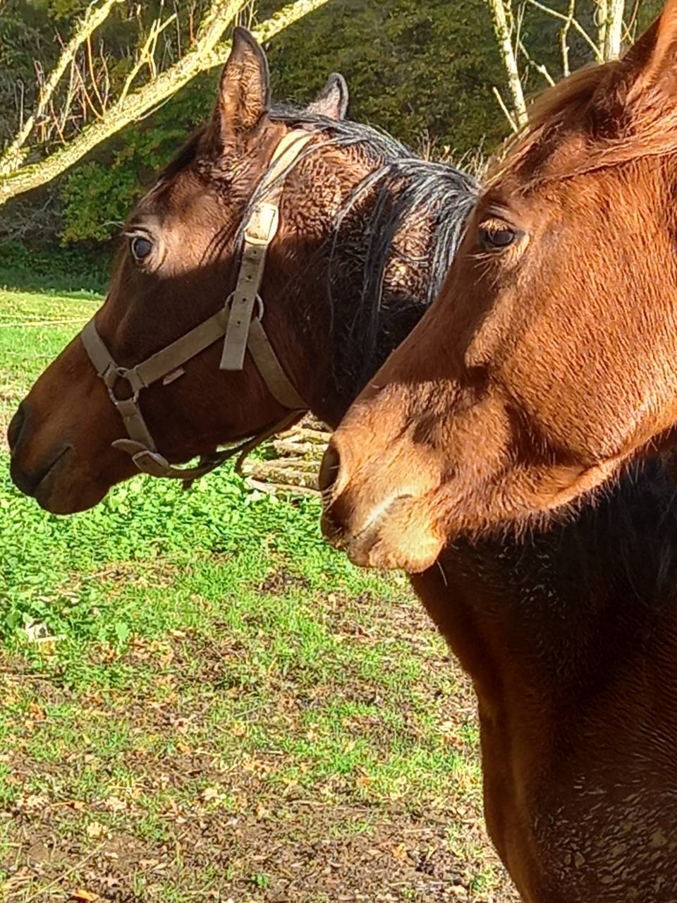 Cavalla Palomino (Race) In vendita 2022 Sauro