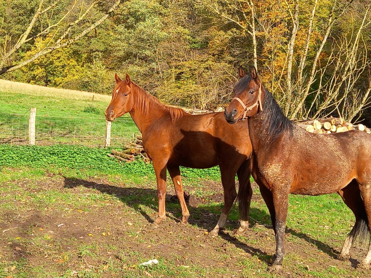 Cavalla Palomino (Race) In vendita 2022 Sauro