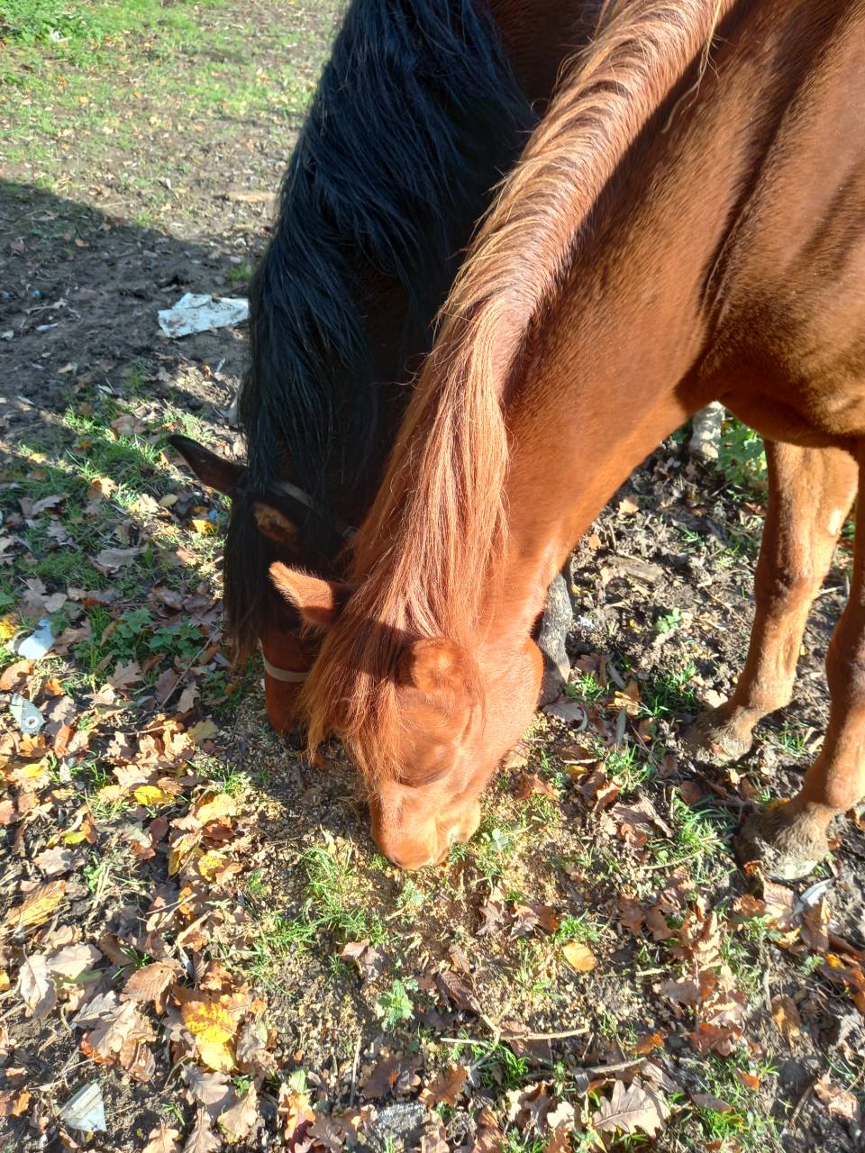 Cavalla Palomino (Race) In vendita 2022 Sauro