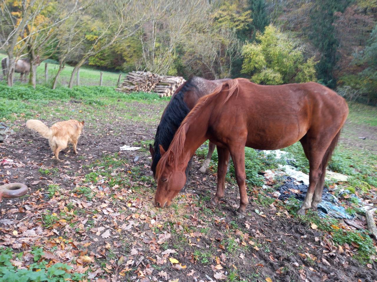 Cavalla Palomino (Race) In vendita 2022 Sauro
