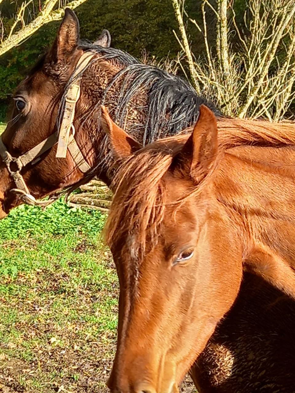 Cavalla Palomino (Race) In vendita 2022 Sauro