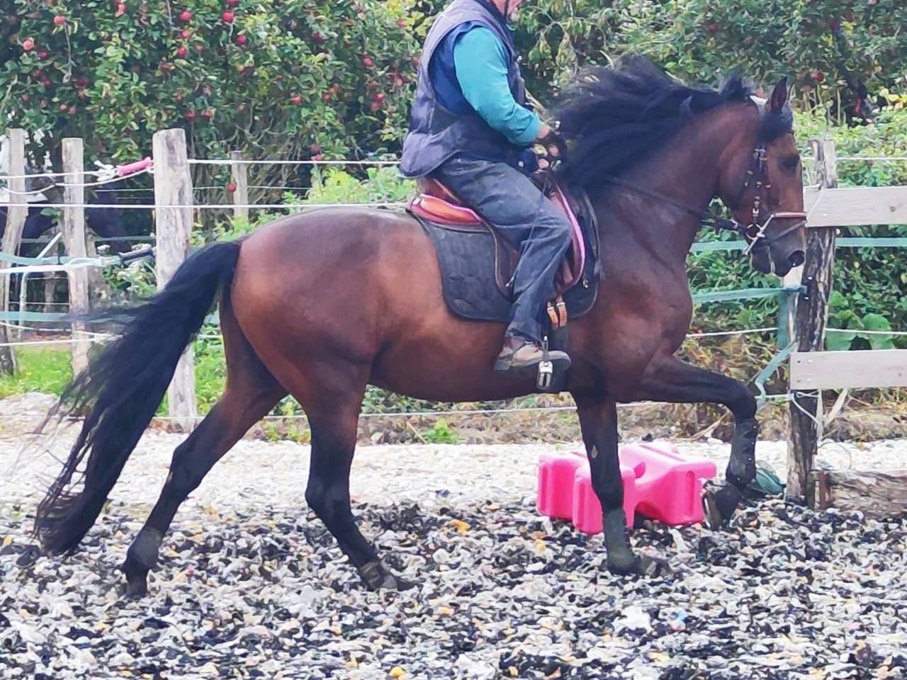 Intero PRE Andaluso In vendita 2019 Baio scuro ,  TH BUFON