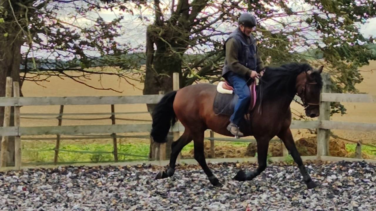 Intero PRE Andaluso In vendita 2019 Baio scuro ,  TH BUFON