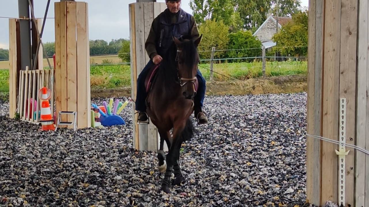 Intero PRE Andaluso In vendita 2019 Baio scuro ,  TH BUFON