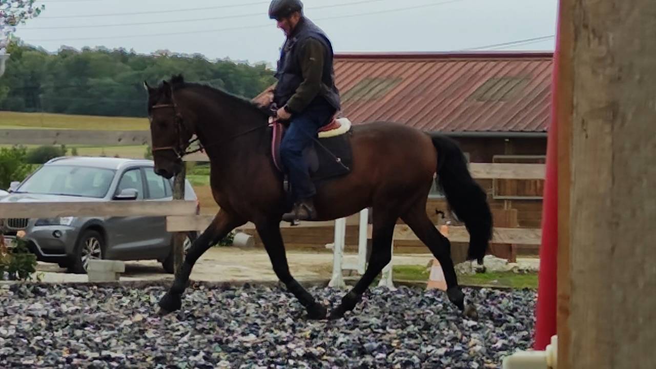 Intero PRE Andaluso In vendita 2019 Baio scuro ,  TH BUFON