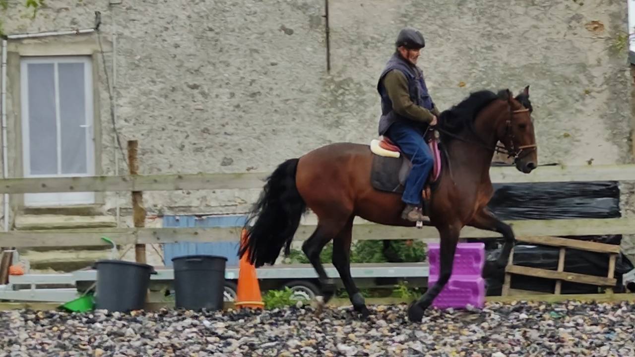 Intero PRE Andaluso In vendita 2019 Baio scuro ,  TH BUFON