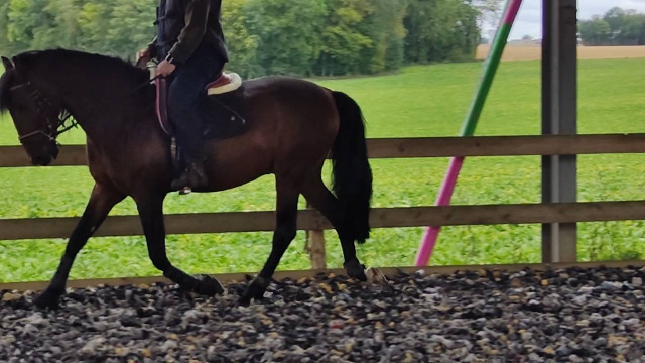 Intero PRE Andaluso In vendita 2019 Baio scuro ,  TH BUFON