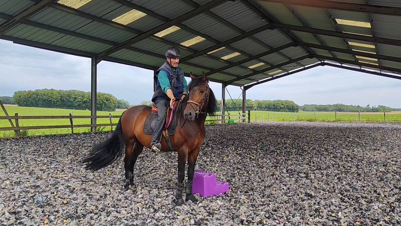 Intero PRE Andaluso In vendita 2019 Baio scuro ,  TH BUFON
