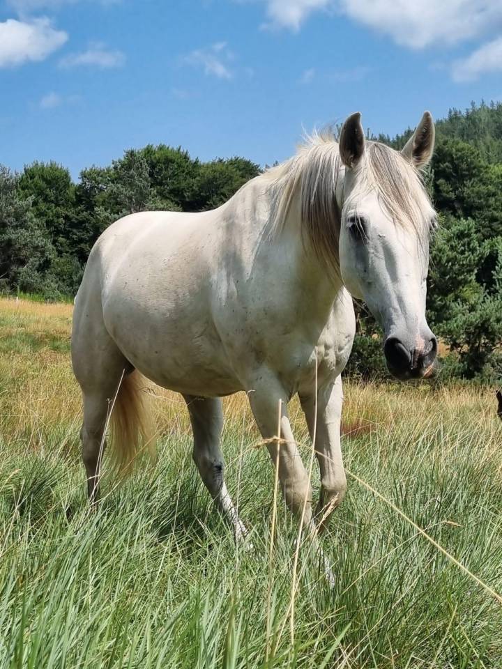 Castrone Berbero In vendita 2010 Bianco ,  HIZAHAU