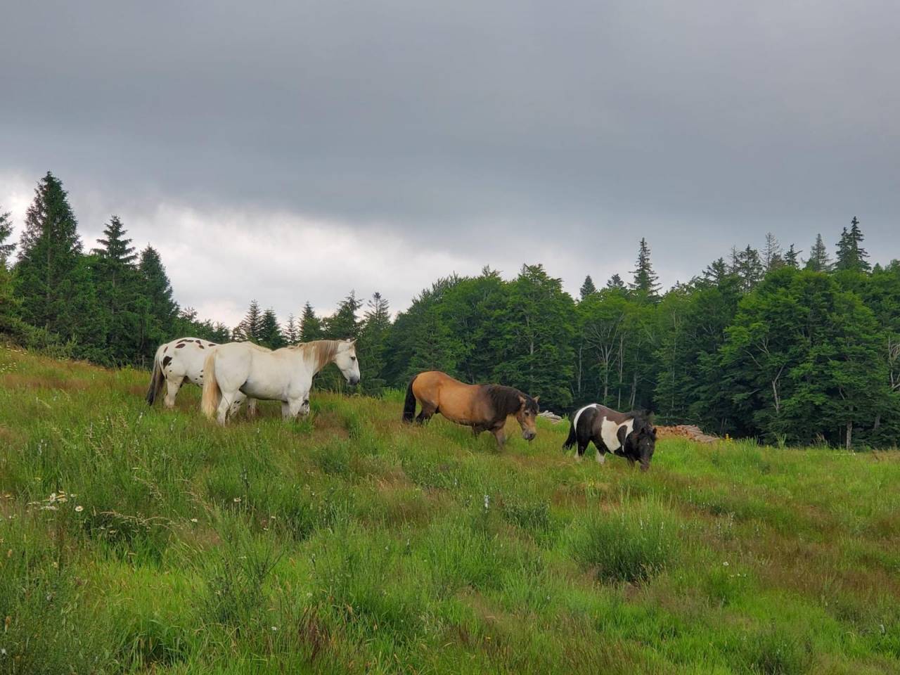 Castrone Berbero In vendita 2010 Bianco ,  HIZAHAU