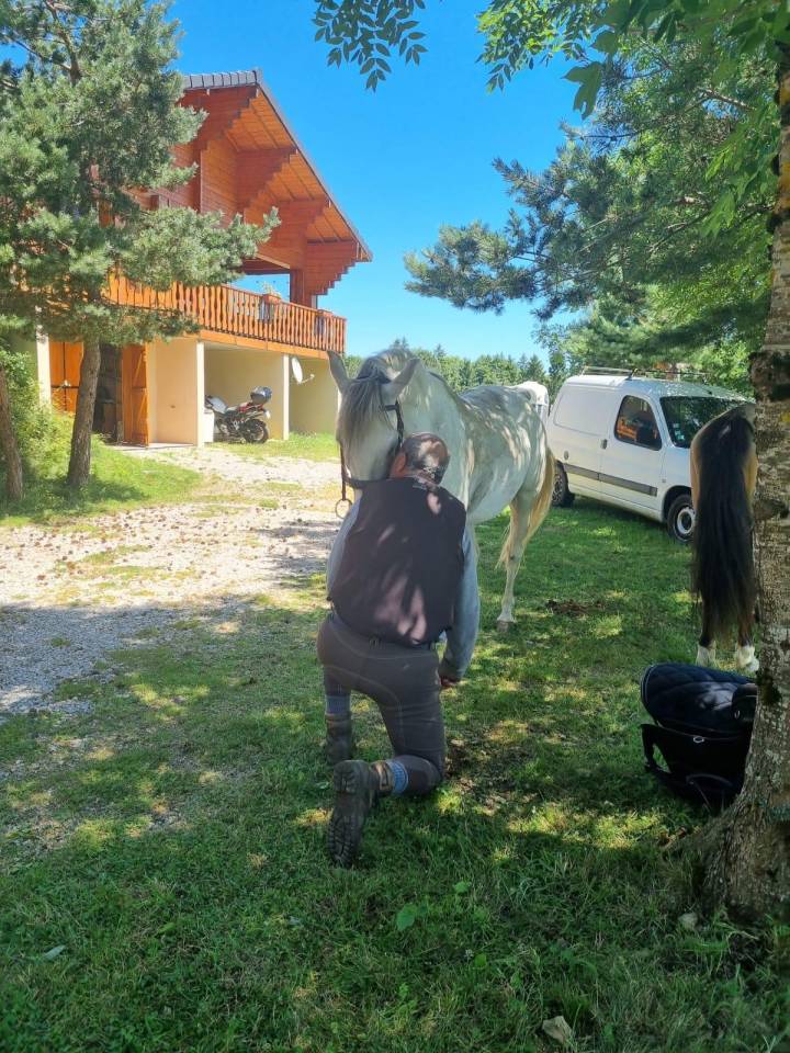 Castrone Berbero In vendita 2010 Bianco ,  HIZAHAU