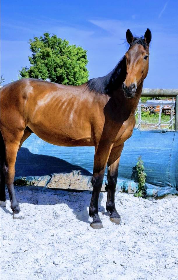 Castrone Sella Francese In vendita 2022 Baio ,  Argento