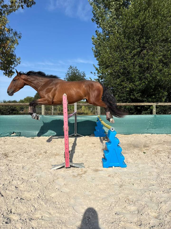 Castrone Sella Francese In vendita 2022 Baio ,  Argento