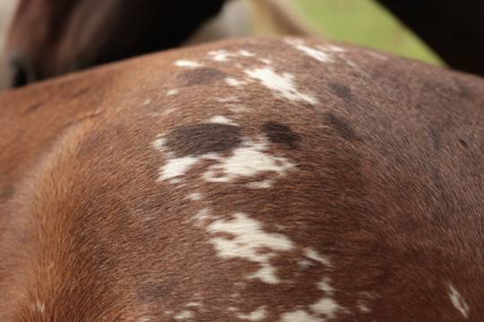 Puledra Appaloosa In vendita 2024 Baio ,  SILVER APACHE JOE