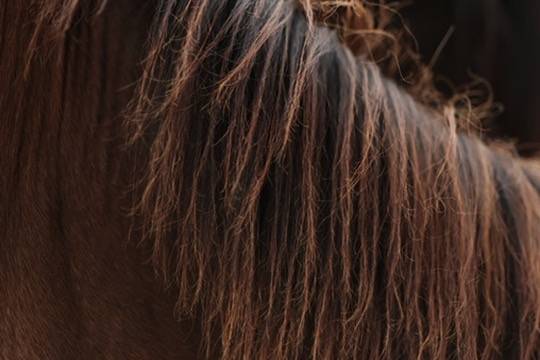 Puledra Appaloosa In vendita 2024 Baio ,  SILVER APACHE JOE