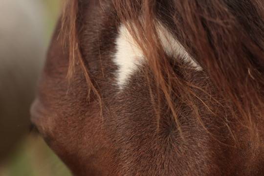 Puledra Appaloosa In vendita 2024 Baio ,  SILVER APACHE JOE