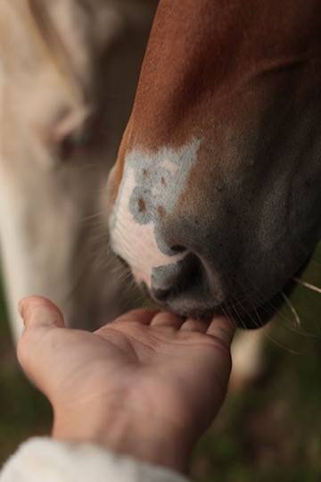 Puledra Appaloosa In vendita 2024 Baio ,  SILVER APACHE JOE
