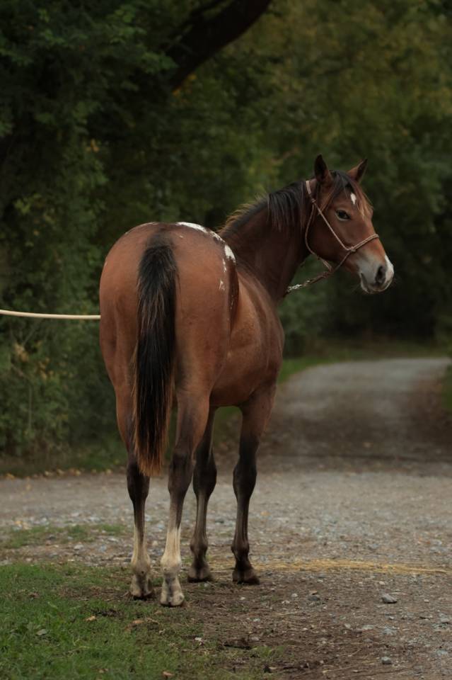 Puledra Appaloosa In vendita 2024 Baio ,  SILVER APACHE JOE
