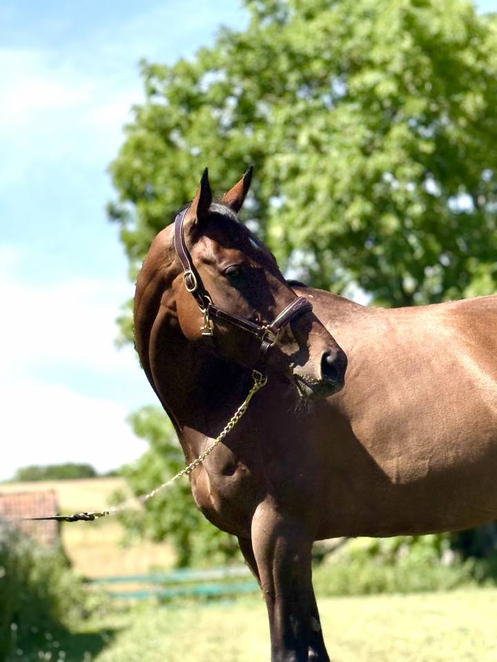 Cavalla Purosangue Inglese In vendita 2018 Baio scuro
