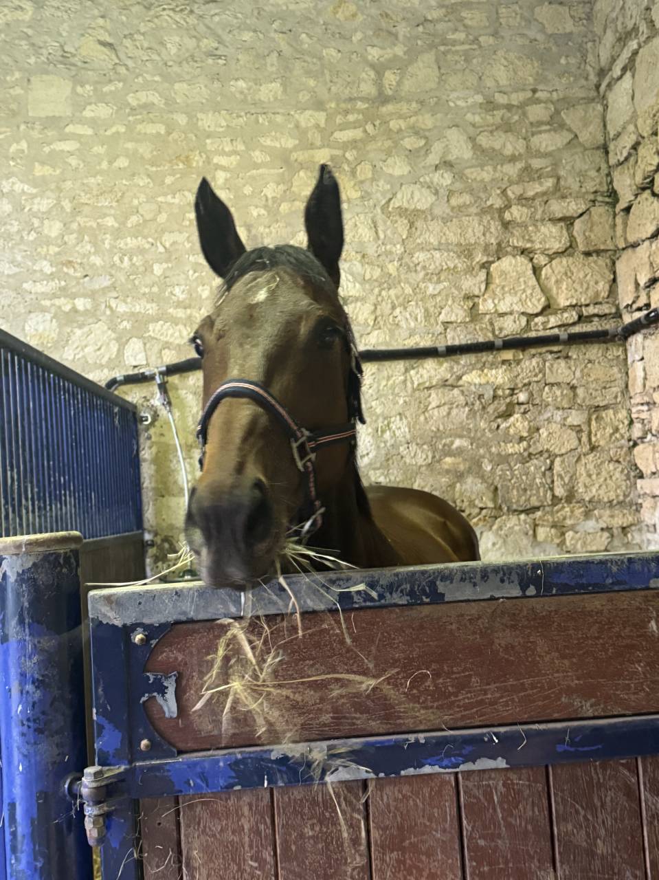 Cavalla Purosangue Inglese In vendita 2018 Baio scuro