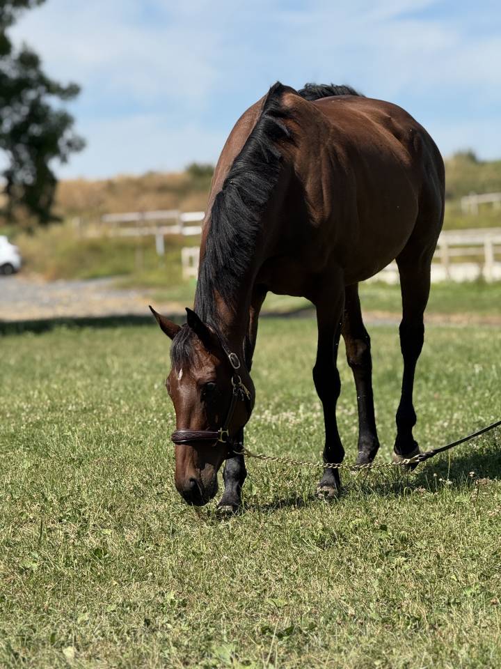 Cavalla Purosangue Inglese In vendita 2018 Baio scuro