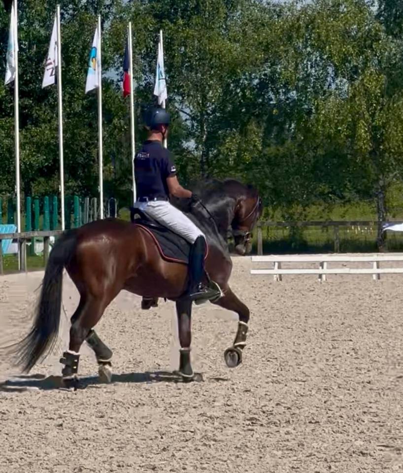 Castrone Westphalien In vendita 2016 Baio ,  APACHE (NLD)