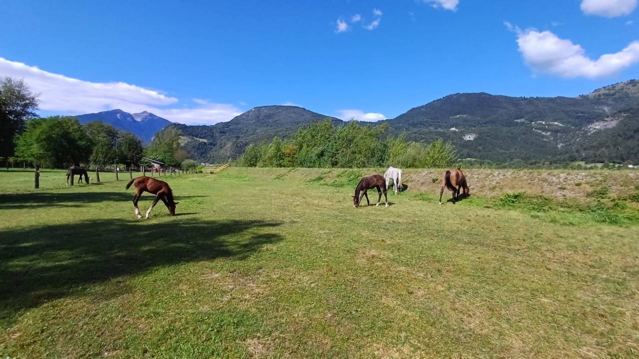 Puledro linea Salto ostacoli 