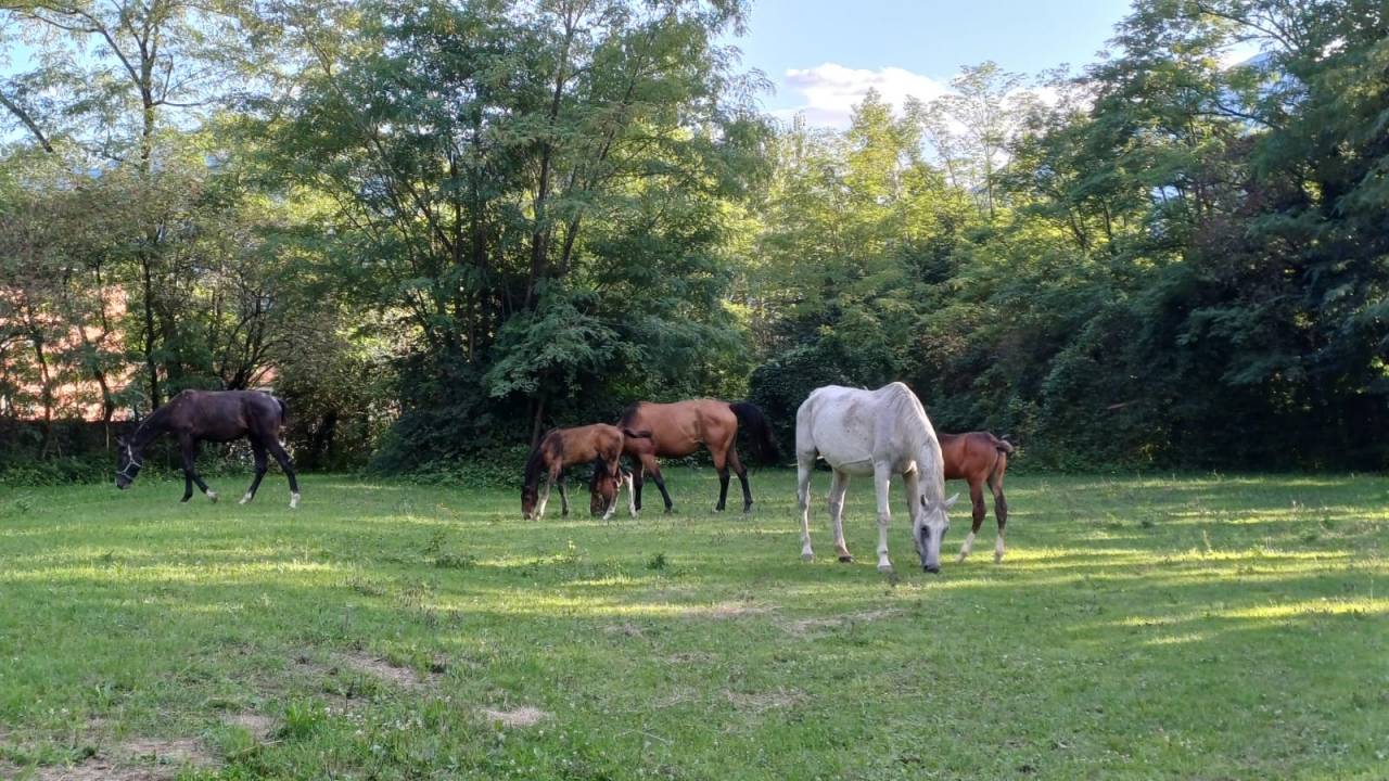 Puledro linea Salto ostacoli 