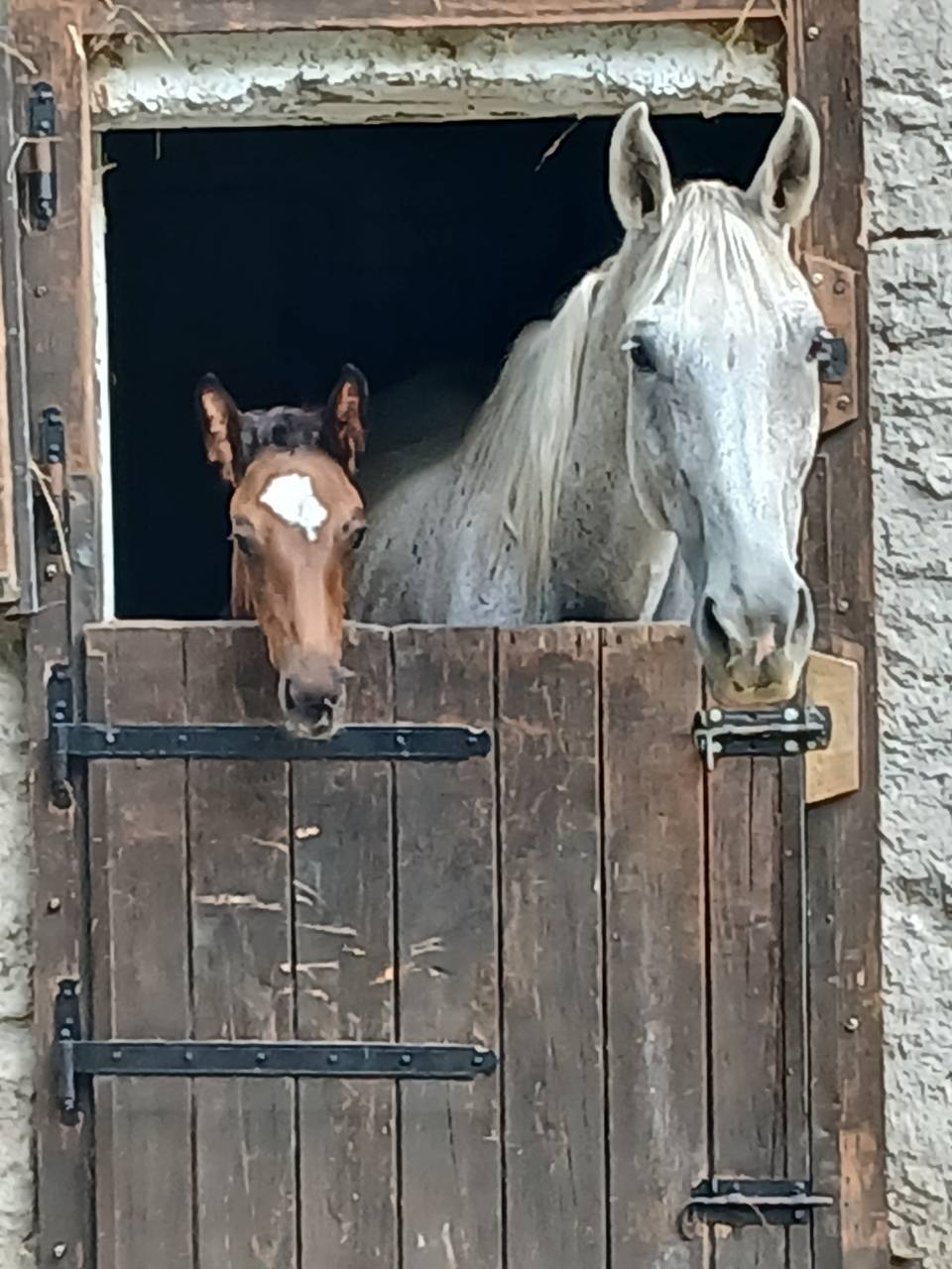 Puledro linea Salto ostacoli 