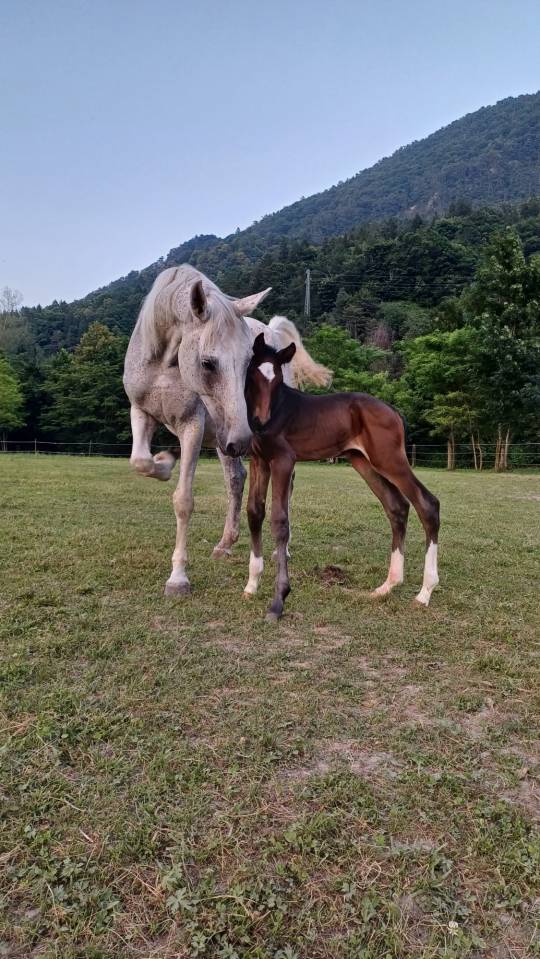 Puledro linea Salto ostacoli 