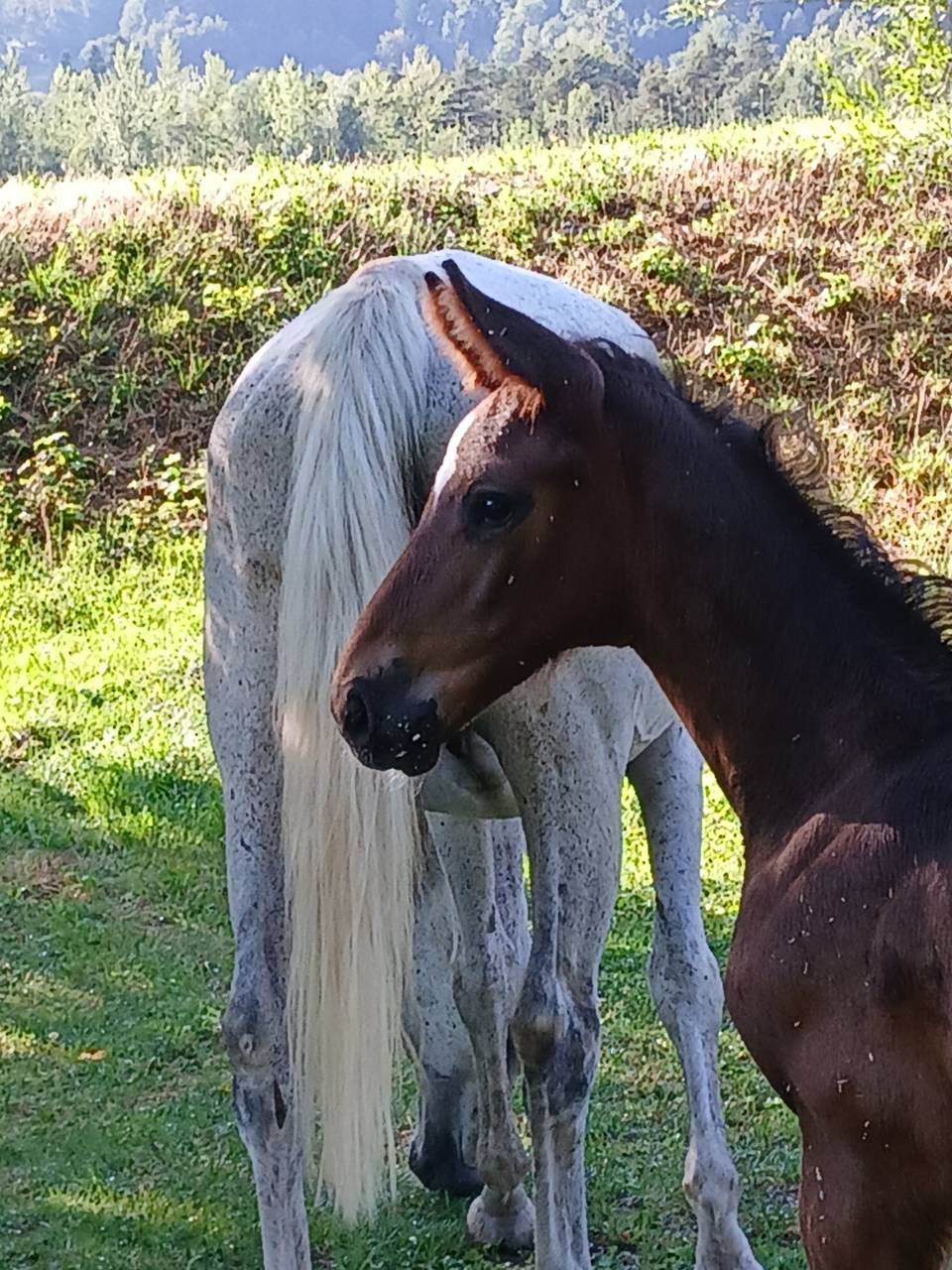 Puledro linea Salto ostacoli 